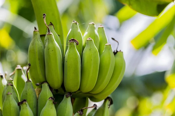 Banana Tree Bunch Raw Green Bananas Banana Green Leaves — Stock Photo, Image