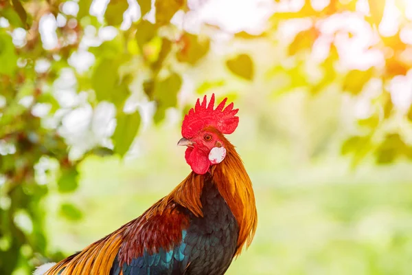 Rooster Portrait Beautiful Multi Colored Rooster Photographed Close — Stock Photo, Image