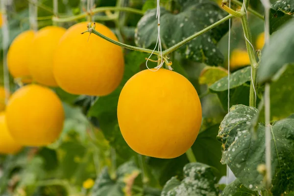 Melons Cantaloup Jaunes Plantes Poussant Dans Jardin — Photo