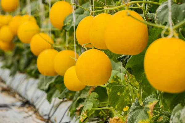 Gele Cantaloupe Meloenen Planten Die Groeien Tuin — Stockfoto