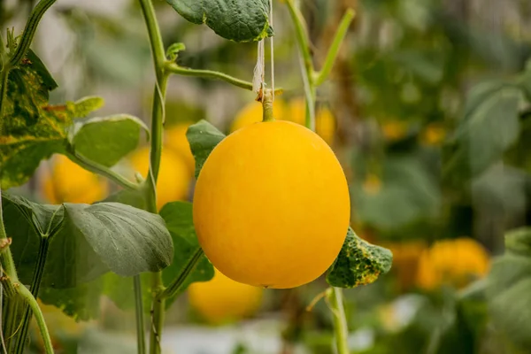 Amarelo Melões Melões Plantas Crescendo Jardim — Fotografia de Stock