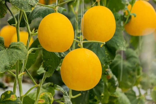 Melons Cantaloup Jaunes Plantes Poussant Dans Jardin — Photo