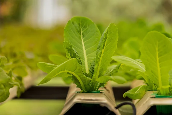 Metodo Idroponico Coltivazione Delle Piante Insalatiere Vegetali — Foto Stock