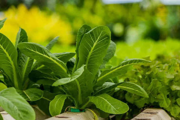 Metodo Idroponico Coltivazione Delle Piante Insalatiere Vegetali — Foto Stock