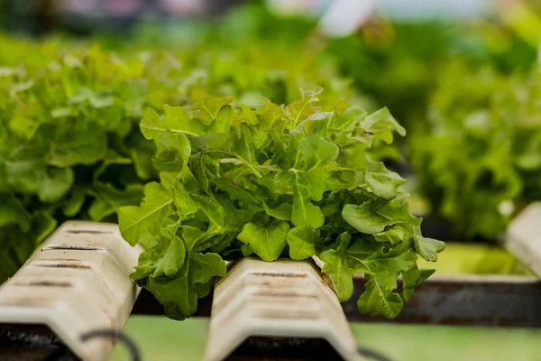 Metode Hidroponik Menanam Kebun Salad Sayuran — Stok Foto