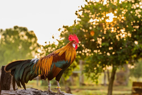 Rooster Chicken Cockcrow Morning Wood Fence — Stock Photo, Image