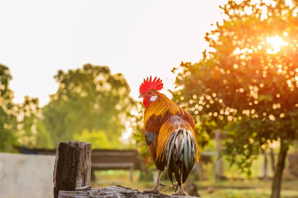 朝の木製の柵に酉鶏鶏鳴 — ストック写真