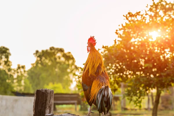 Rooster Chicken Cockcrow Morning Wood Fence — Stock Photo, Image