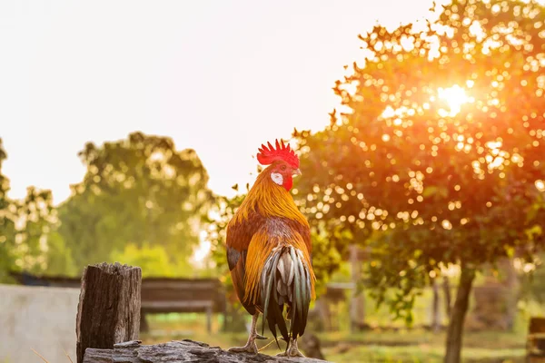 朝の木製の柵に酉鶏鶏鳴 — ストック写真