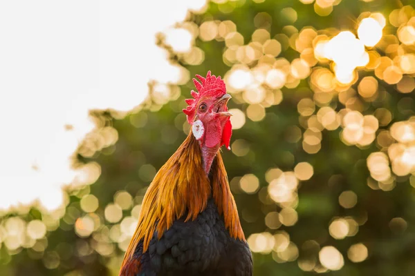 Rooster Chicken Cockcrow Morning — Stock Photo, Image