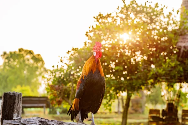 Kakas Csirke Kukorékolás Reggel Kerítés — Stock Fotó