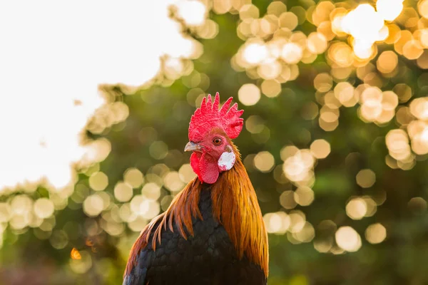 Rooster Portrait Beautiful Multi Colored Rooster Photographed Close — Stock Photo, Image