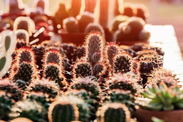 Petits Cactus Succulents Boutique Fleurs — Photo