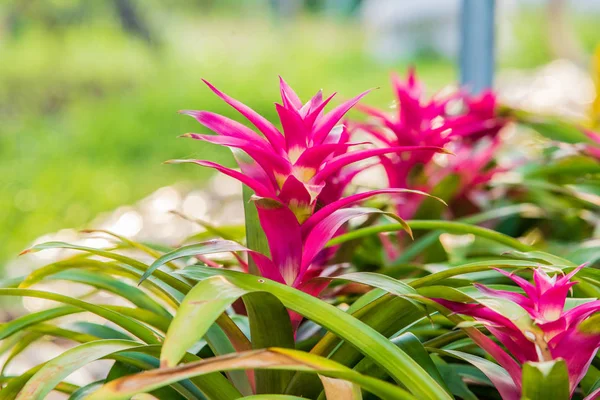 Cins Bromeliad Bromeliad Bahçe Içinde Güzel — Stok fotoğraf