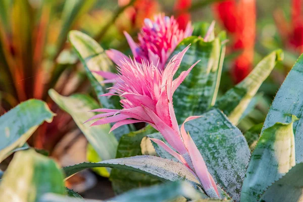 Beautiful Bromeliad Bromeliad Garden — Stock Photo, Image