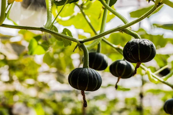 Japanse pompoenen groeien in biologische plantaardige boerderij. — Stockfoto