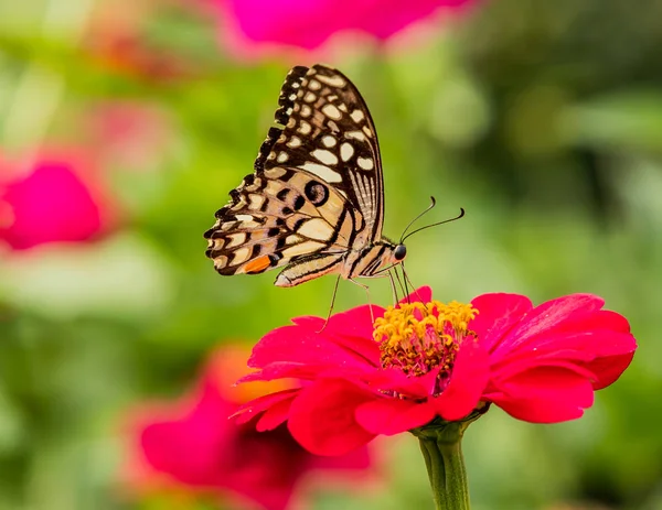 Mariposa atrapada flores rojas en el fondo de la naturaleza — Foto de Stock