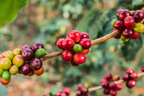 커피 나무 Arabicas 원시와 익은 커피 콩 분야 및 수에 — 스톡 사진