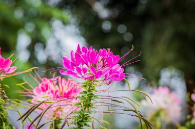 Pembe örümcek çiçek güzel bir desen var..