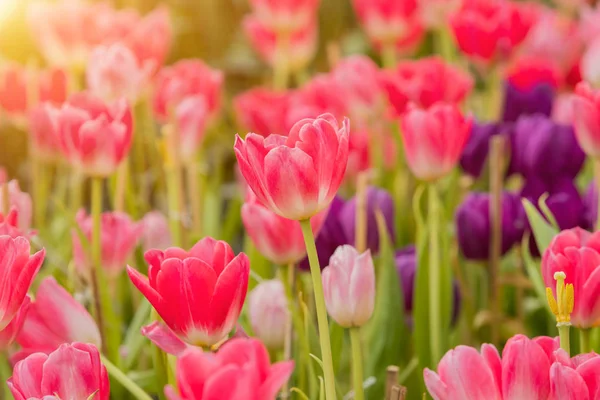 Fleurs de tulipes fleurissent avec le soleil du matin lumineux Images De Stock Libres De Droits