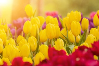 Lale çiçek çiçek açan çiçek ile parlak sabah güneşi