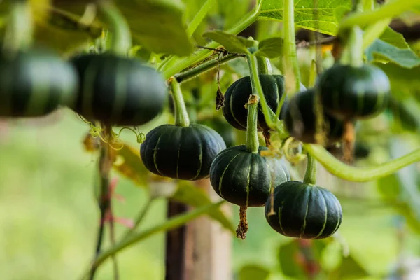 Japanische Kürbisse wachsen in Bio-Gemüsebauernhof. Stockfoto