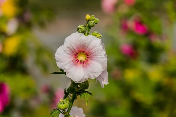 Hollyhocks 꽃 정원에서 화이트 색상의 — 스톡 사진