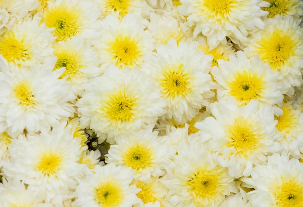 Chamomille fleurs champ large fond dans la lumière du soleil. Dai d'été Images De Stock Libres De Droits