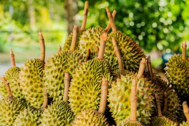 Taze durian durian bahçe satışında yerel meyve 