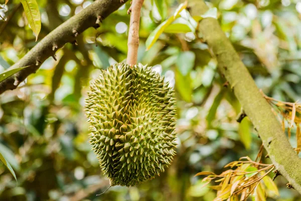 가드의 두리안 나무 식물에서 자라는 신선한 두리안 열대 과일 — 스톡 사진