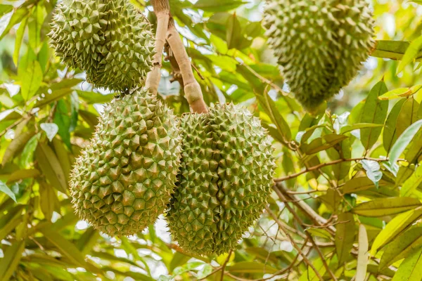 Taze durian tropikal meyve gard durian ağaç bitki üzerinde büyüyen