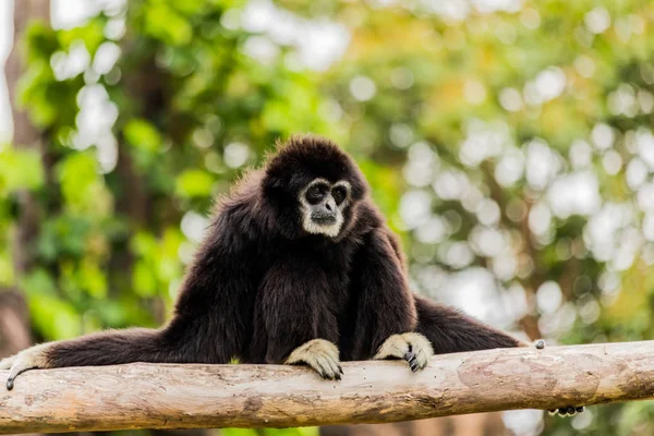 Fehér kezű Gibbon ül egy fán. — Stock Fotó