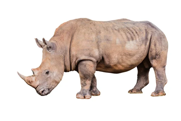 Big rhino in the zoo  isolate white background with clippingpath — Stock Photo, Image