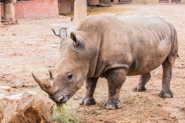 Big rhino in the zoo side view photo. — Stock Photo, Image