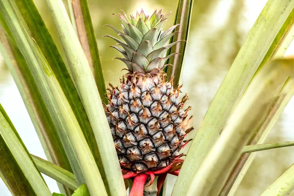 Buah muda yang indah nanas di pertanian buah tropis tumbuh Stok Foto