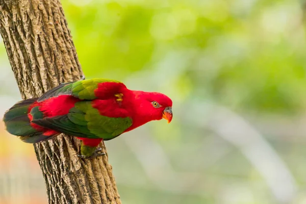 Bonito par colorido Lovebirds papagaios no ramo. Lo colorido Fotografias De Stock Royalty-Free