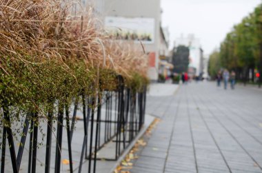 Sonbaharda boş bir şehrin arka planında çiçek standı