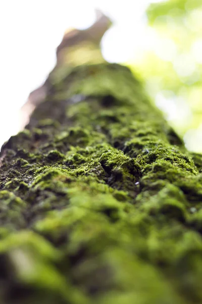 Mossen Groeien Aan Boom Bosgroen Mos Het Zonlicht Oppervlakkige Scherptediepte — Stockfoto