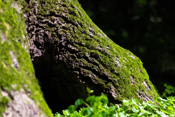 Auf Dem Baum Wächst Moos Hohlraum Eines Baumstammes Waldgrünes Moos — Stockfoto