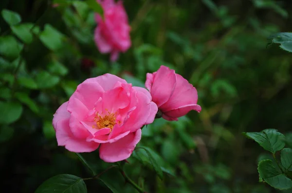 Rose Garden — Stock Photo, Image