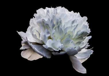 Siyah arka planda beyaz, güzel şakayık çiçeği. Yakın plan.