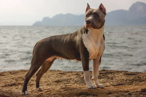 Dog Breeds American Staffordshire Terrier Seashore Close — стокове фото