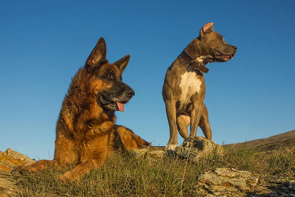 Cães Pastor Alemão Americano Staffordshire Terrier Olhando Para Longe Verão — Fotografia de Stock