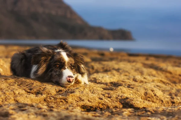 Dog Breed Border Collie Expressive Look Sea Shore Close Detail — Stock Photo, Image
