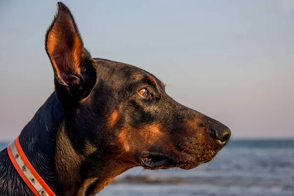 Doberman Köpek Sahilde Uzaklara Bakıyor