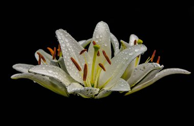 Koyu arkaplanda yağmur damlaları olan büyük zambak çiçekleri