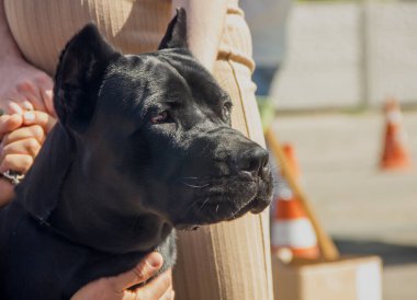 Köpek cins İtalyan Cane Corso yakından bakıyor.