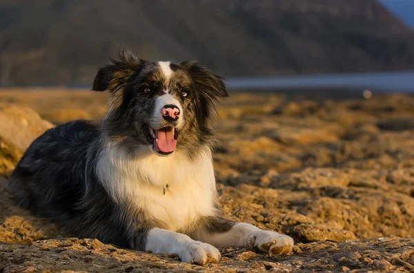 Fronteira Collie Praia Close — Fotografia de Stock