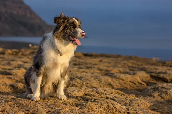 Dog Breed Border Collie Com Olhar Expressivo Sobre Costa Mar — Fotografia de Stock
