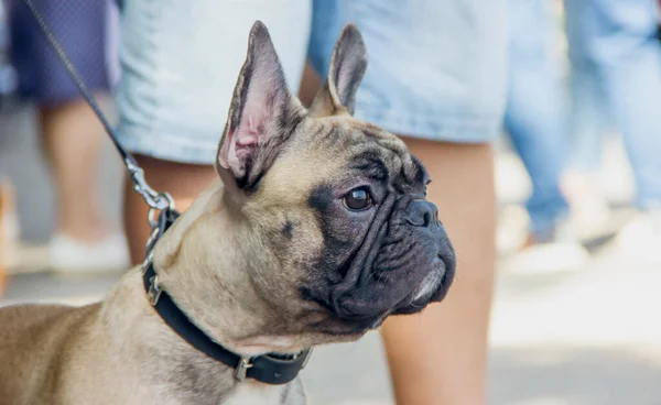 Hondenras Franse Bulldog Kijkt Verte Close — Stockfoto